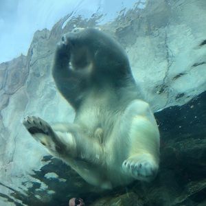 Meet your Posher, Cynthia